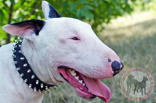 Leather Collar for Bull Terrier with Spiked Decoration