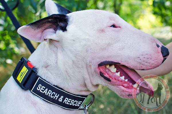 Nylon Bull Terrier Collar with ID Patches on Velcros