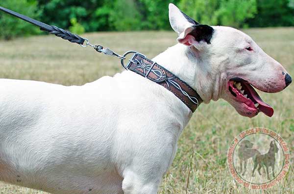 Leather Collar for Bull Terriers