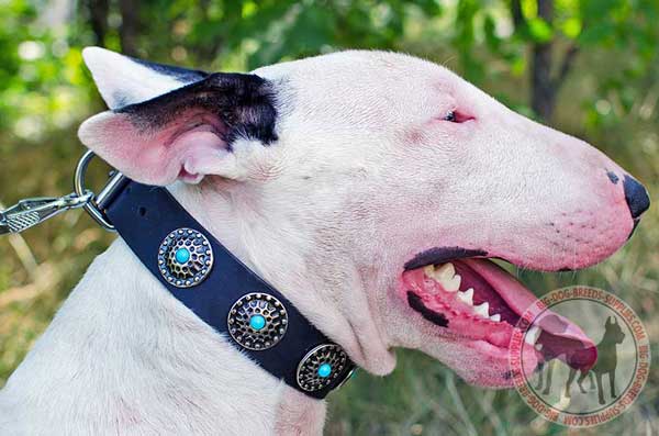 Leather Bull Terrier Collar with Blue Stones