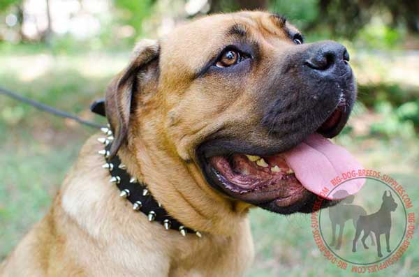 Leather Collar for Cane Corso with Riveted Spikes