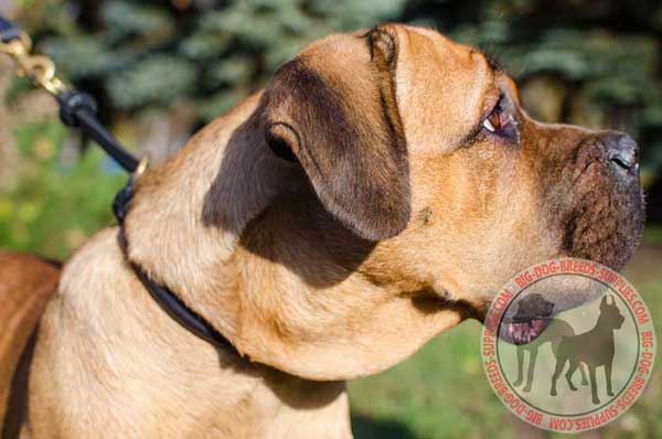 Cane Corso choke collar leather for obedience training