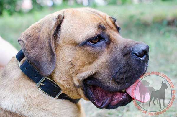 Cane Corso Choke Collar for Training