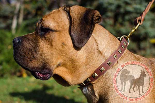Leather Cane Corso collar high quality material