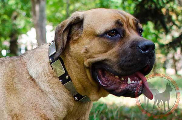 Cane Corso leather collar handcrafted and riveted