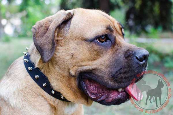 Leather collar for Cane Corso amazing design