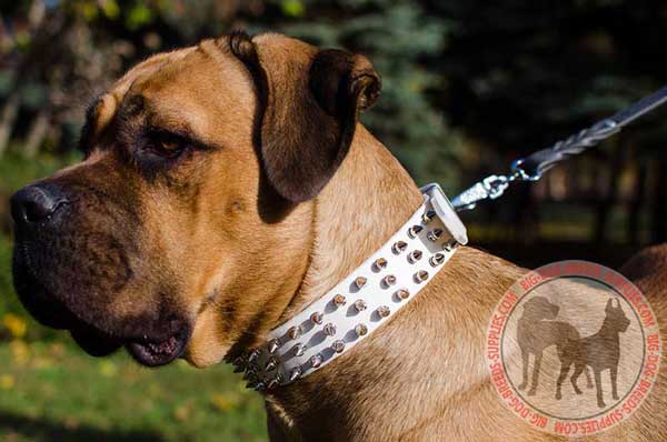 Cane Corso leather collar for walking