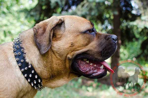 Leather collar for Cane Corso striking design