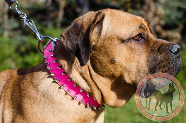 Collar leather for Cane Corso for appearing in style