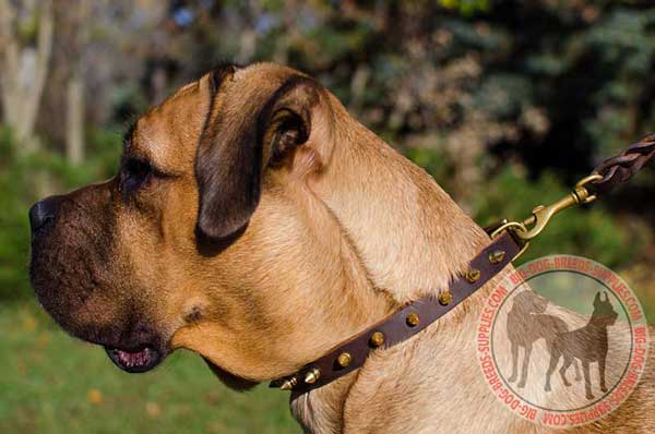 Collar leather for Cane Corso daily walks