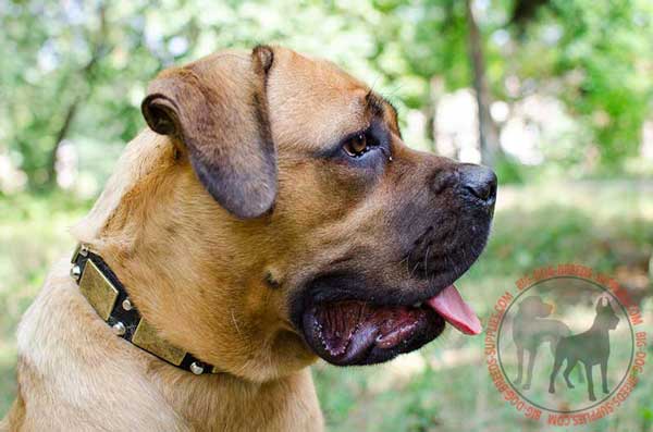 Cane Corso collar leather easily adjustable