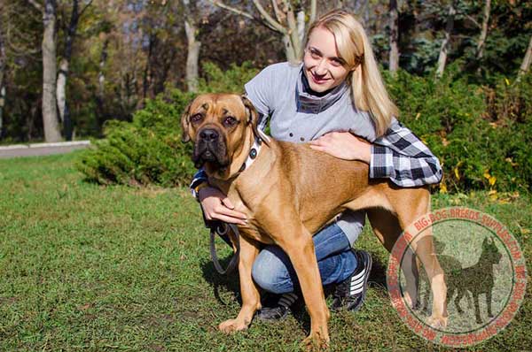 Cane Corso leather collar for walking and training