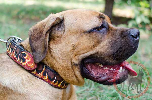 Leather Cane Corso collar easily adjustable