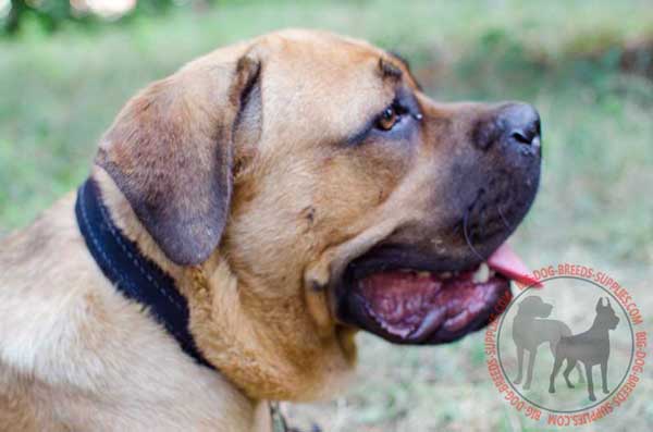 Leather Collar for Cane Corso with Padded Interior