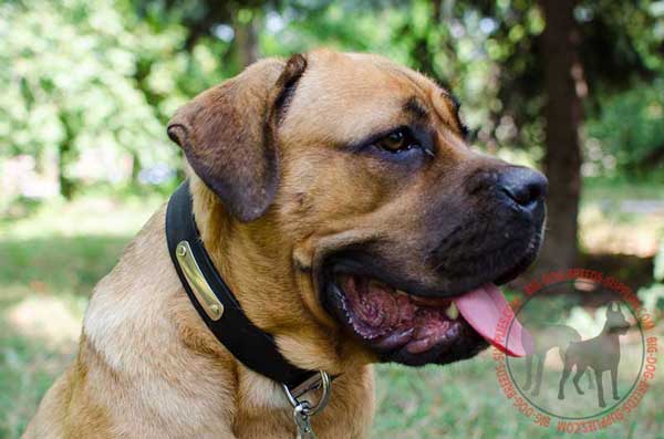 Cane Corso Leather Collar for Dog Identification