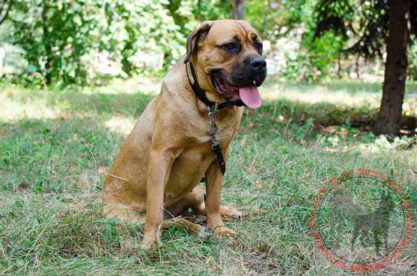 Training Leather Collar with ID Tag