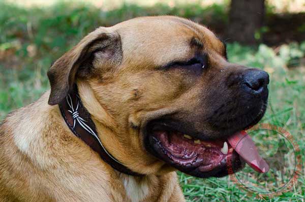 Handpainted Leather Collar for Cane Corso