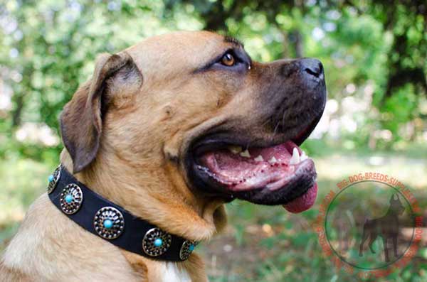 Leather Collar for Cane Corso Walking