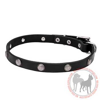 Canine Collar of Leather Decorated with Studs