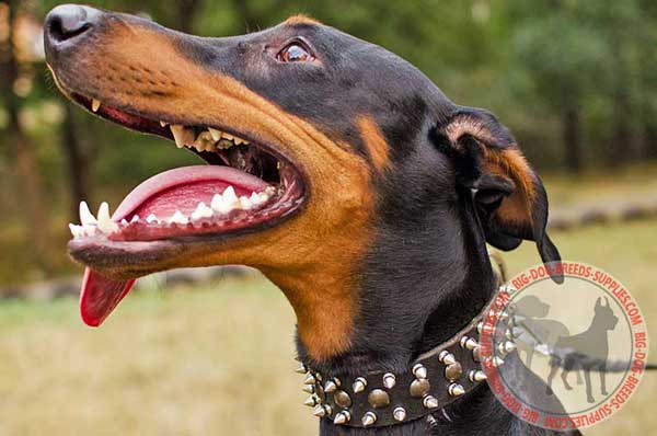 Leather collar for Doberman for handling