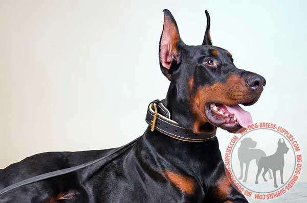 Doberman Collar Leather with Plate for Keeping Fur in Safety