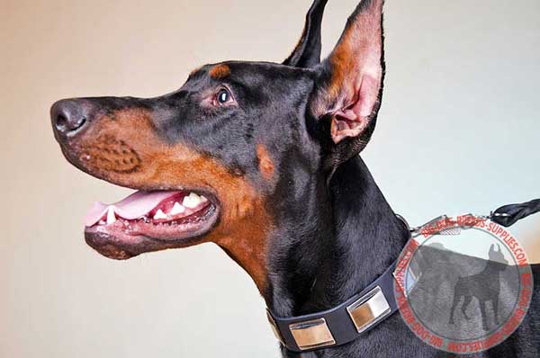 Elegant Doberman collar with decoration and hardware