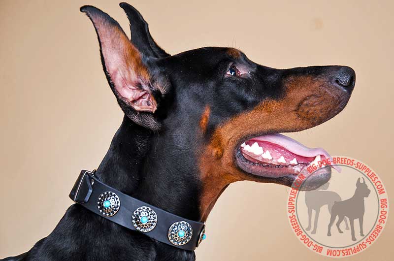 Get Leather Dog Collar, Blue Decorative Stones