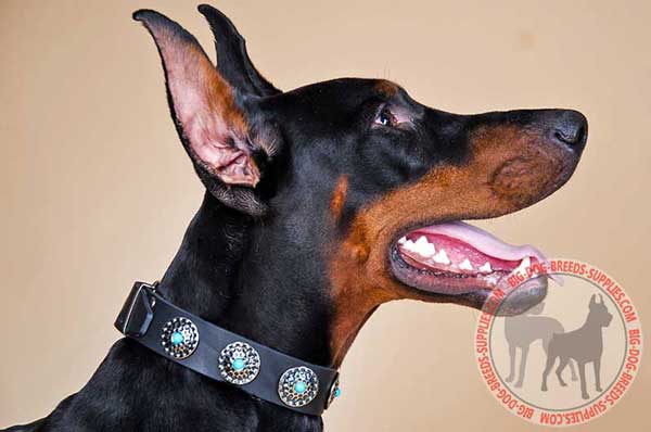 Studded Leather Collar for Dobermans