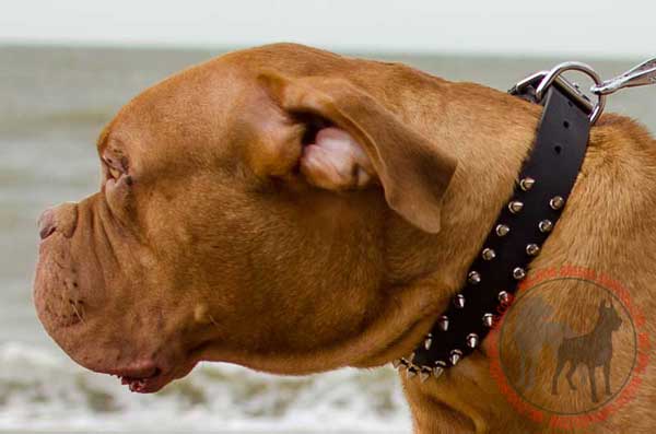 Dogue de Bordeaux Collar Leather with Riveted Hardware