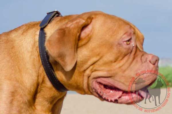 Choke Dogue de Bordeaux Collar for Many Purposes