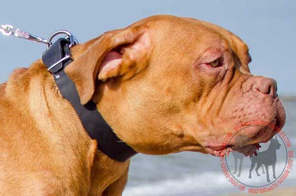 Leather Dog Collar for Dogue de Bordeaux Walking Training