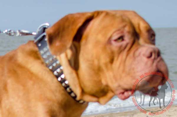 Collar leather for Dogue de Bordeaux durable material