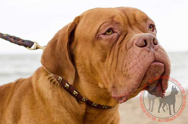 Leather Dogue de Bordeaux Collar Great Design