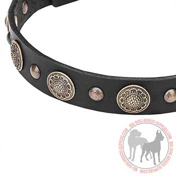 Leather Collar for Stylish Dogs