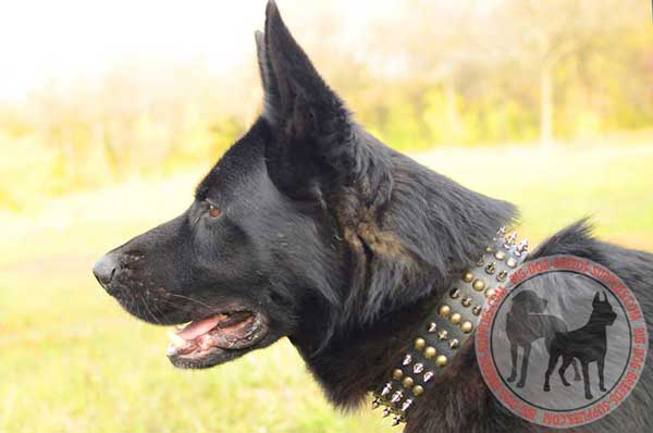 Designer Leather German Shepherd Collar with Decoration