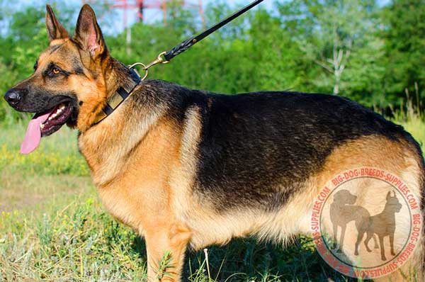 Leather German Shepherd Collar with Brass Plates