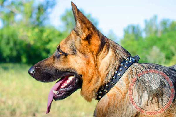Leather German Shepherd Collar with Handset Pyramids