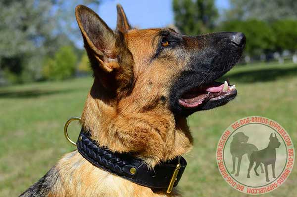 Leather Braided German Shepherd Collar for Walking and Training