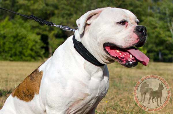 Leather American Bulldog Collar Padded with Felt