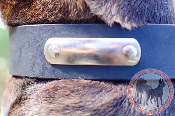 Training Leather Collar with Nickel Plated Name Tag