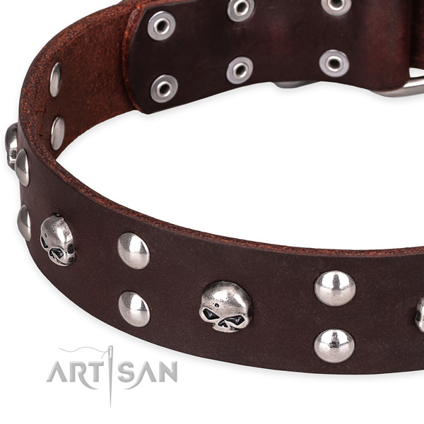 Casual style leather dog collar with astounding studs