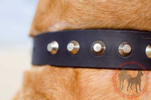 Leather Collar for Dog Walking