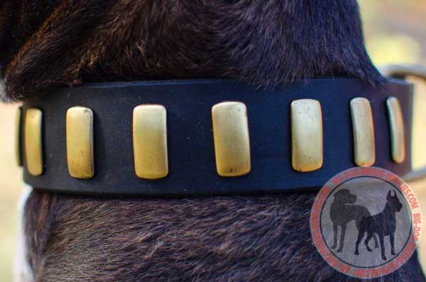 Dressy Dog Gear with Goldish Decor