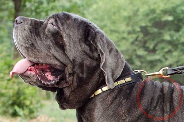 Leather Mastino Napoletano Collar with Rust Resistant steel old brass plated Buckle