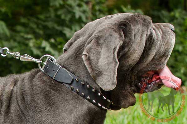 Leather Mastino Napoletano Collar with Rust-proof Fittings