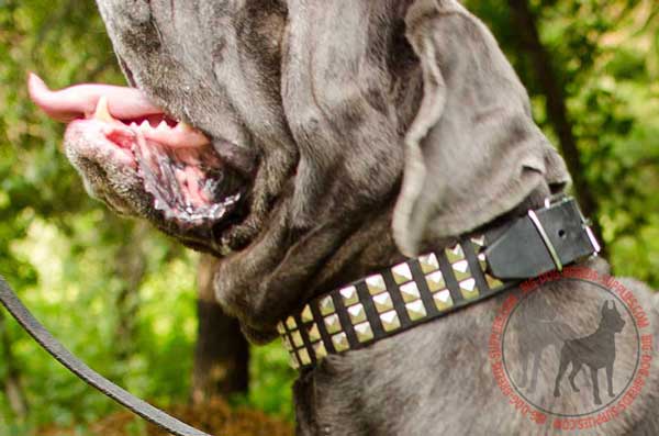 Collar leather for Mastino Napoletano dog-friendly material