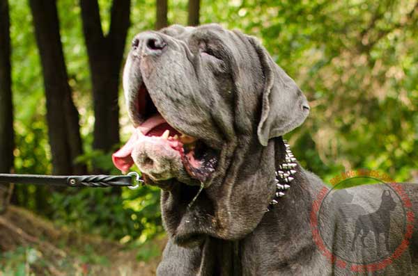 Collar leather for Mastino Napoletano dog-friendly material