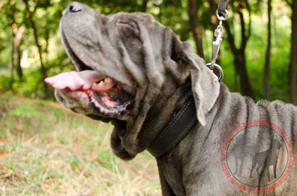 Leather Dog Collar for Mastino Napoletano Attack Training