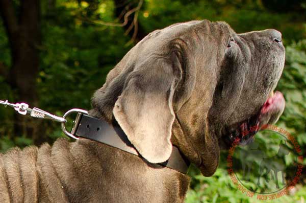 Mastino Napoletano Leather Dog Collar 40 mm Wide