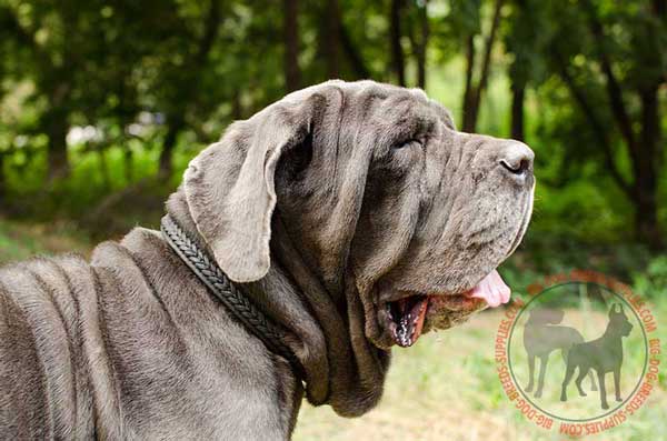 Leather Mastino Napoletano Collar with Braid